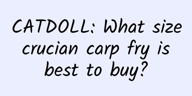CATDOLL: What size crucian carp fry is best to buy?