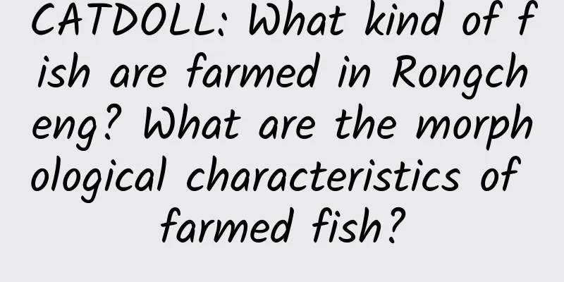 CATDOLL: What kind of fish are farmed in Rongcheng? What are the morphological characteristics of farmed fish?