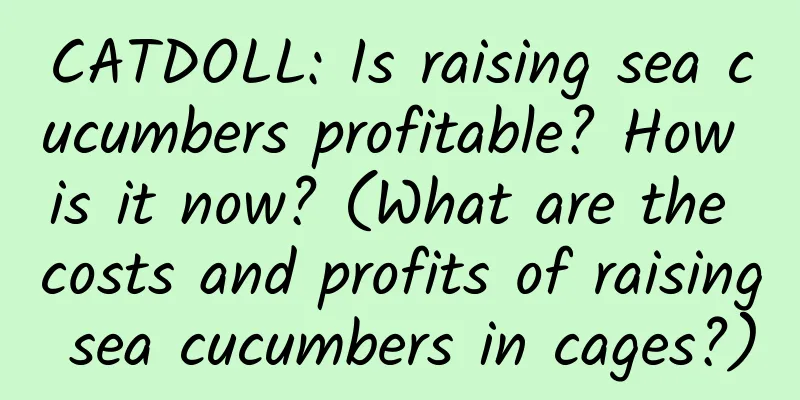 CATDOLL: Is raising sea cucumbers profitable? How is it now? (What are the costs and profits of raising sea cucumbers in cages?)