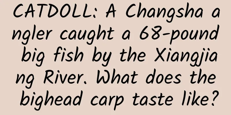 CATDOLL: A Changsha angler caught a 68-pound big fish by the Xiangjiang River. What does the bighead carp taste like?