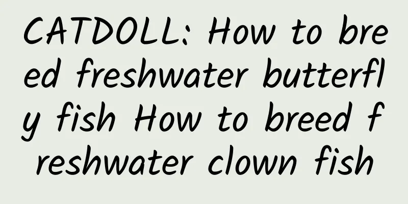 CATDOLL: How to breed freshwater butterfly fish How to breed freshwater clown fish
