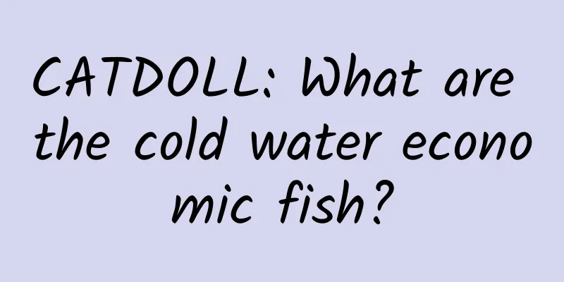 CATDOLL: What are the cold water economic fish?