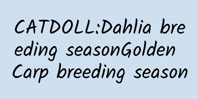 CATDOLL:Dahlia breeding seasonGolden Carp breeding season