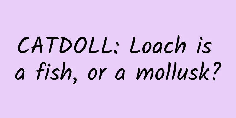 CATDOLL: Loach is a fish, or a mollusk?