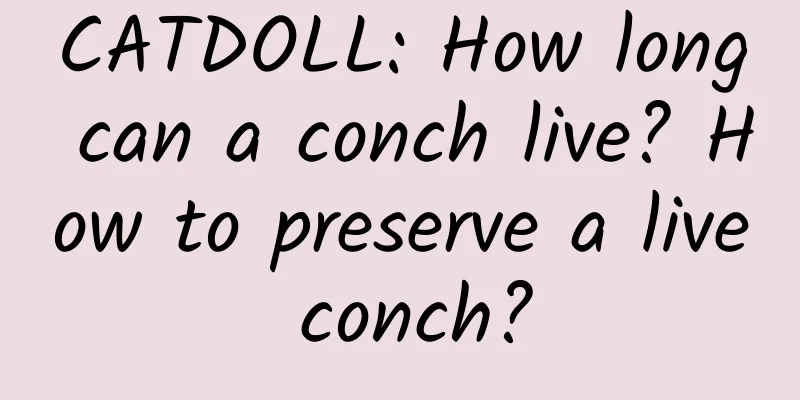 CATDOLL: How long can a conch live? How to preserve a live conch?