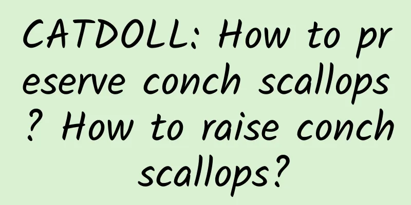 CATDOLL: How to preserve conch scallops? How to raise conch scallops?