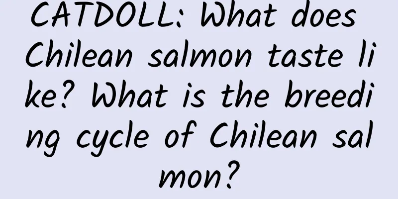 CATDOLL: What does Chilean salmon taste like? What is the breeding cycle of Chilean salmon?
