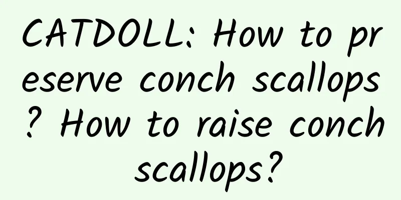 CATDOLL: How to preserve conch scallops? How to raise conch scallops?