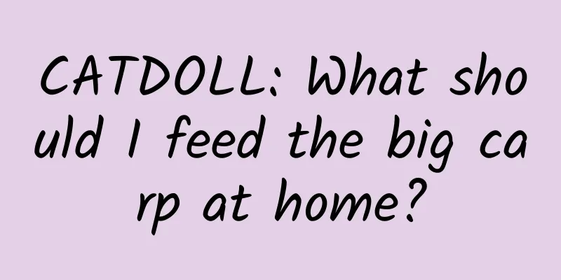 CATDOLL: What should I feed the big carp at home?
