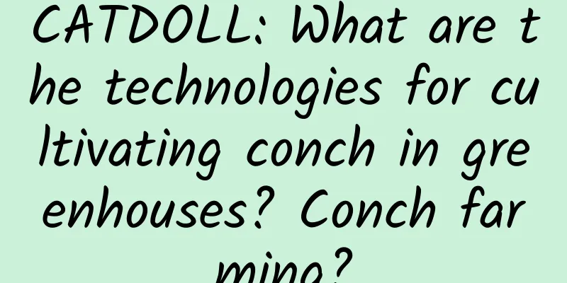 CATDOLL: What are the technologies for cultivating conch in greenhouses? Conch farming?
