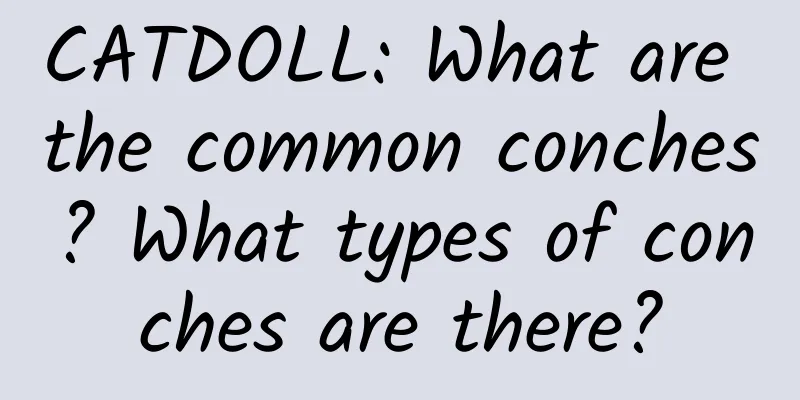 CATDOLL: What are the common conches? What types of conches are there?