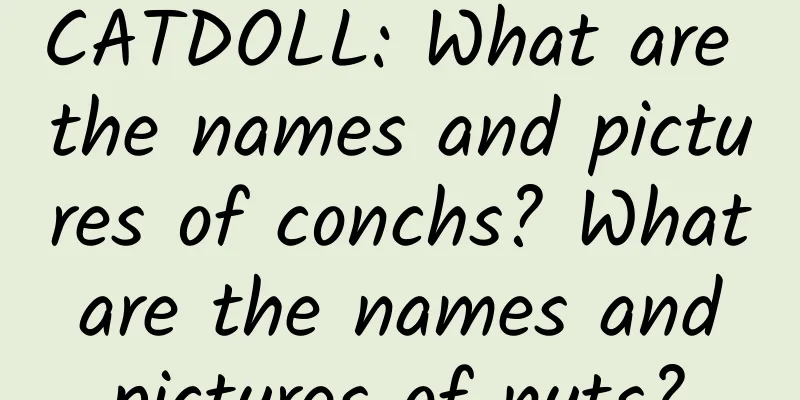 CATDOLL: What are the names and pictures of conchs? What are the names and pictures of nuts?