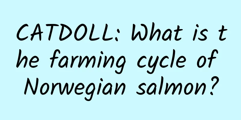 CATDOLL: What is the farming cycle of Norwegian salmon?