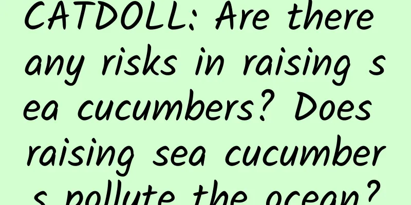 CATDOLL: Are there any risks in raising sea cucumbers? Does raising sea cucumbers pollute the ocean?
