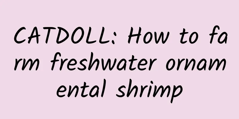 CATDOLL: How to farm freshwater ornamental shrimp