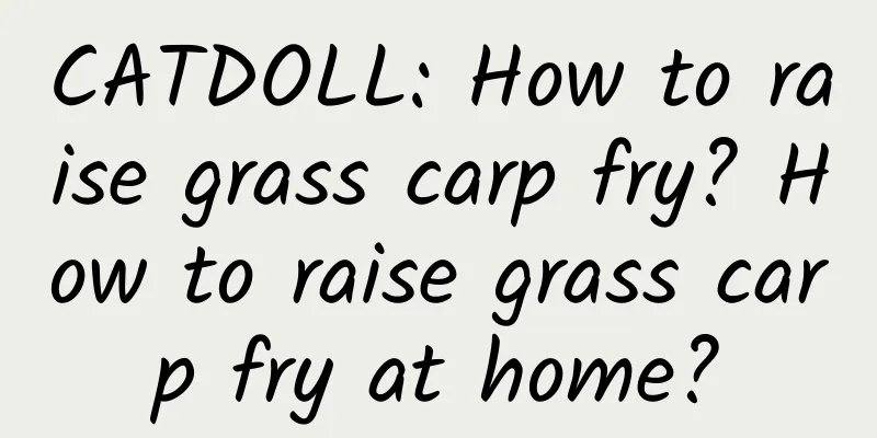 CATDOLL: How to raise grass carp fry? How to raise grass carp fry at home?