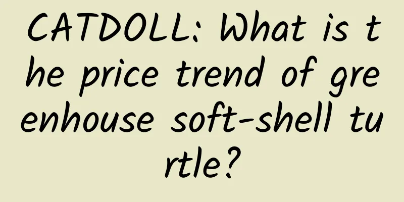 CATDOLL: What is the price trend of greenhouse soft-shell turtle?