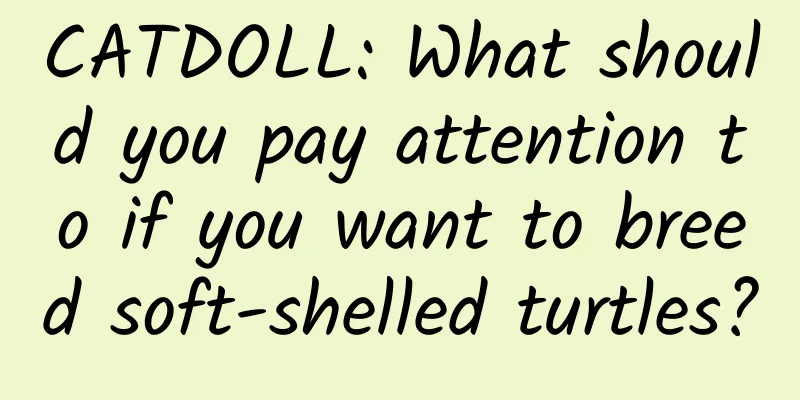 CATDOLL: What should you pay attention to if you want to breed soft-shelled turtles?