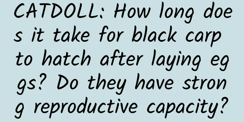 CATDOLL: How long does it take for black carp to hatch after laying eggs? Do they have strong reproductive capacity?