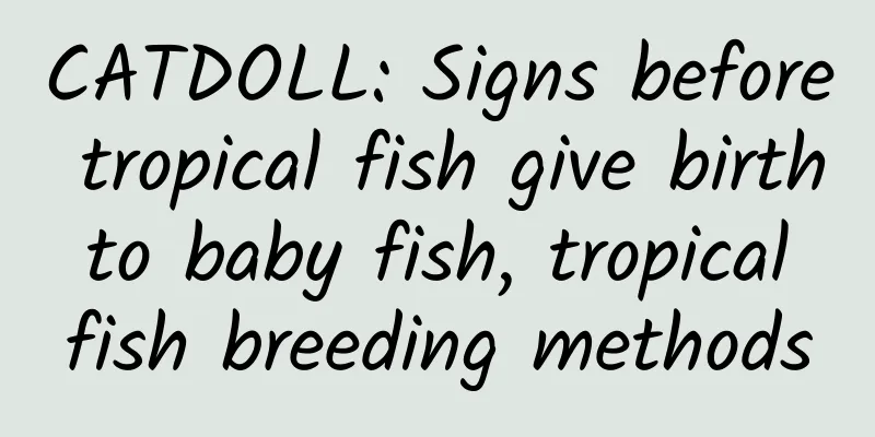 CATDOLL: Signs before tropical fish give birth to baby fish, tropical fish breeding methods