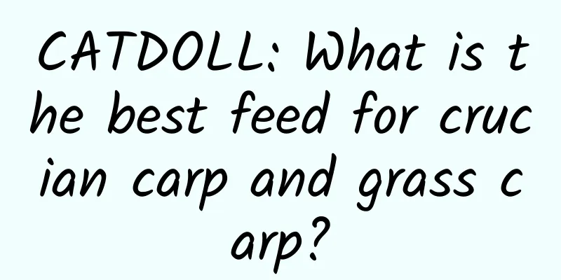 CATDOLL: What is the best feed for crucian carp and grass carp?