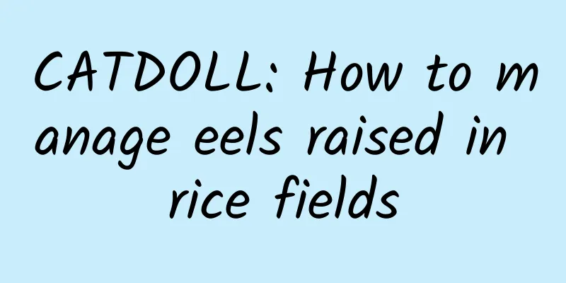 CATDOLL: How to manage eels raised in rice fields