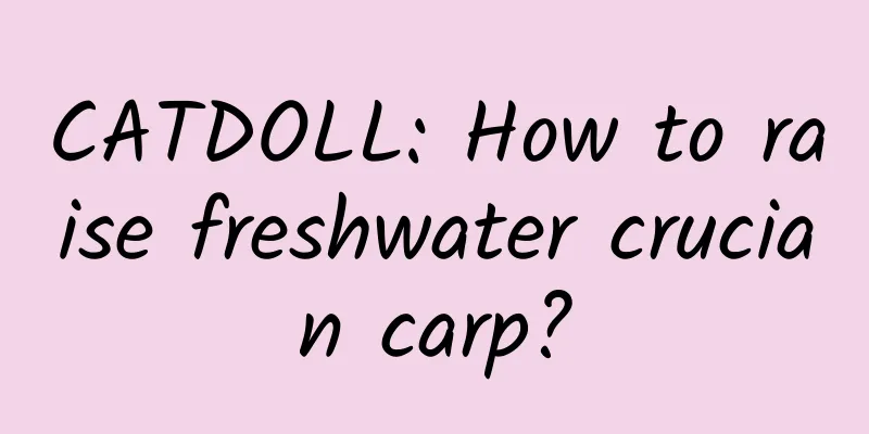 CATDOLL: How to raise freshwater crucian carp?