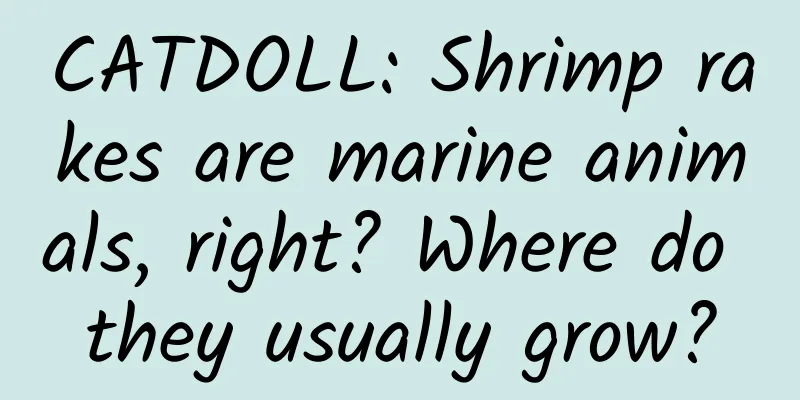 CATDOLL: Shrimp rakes are marine animals, right? Where do they usually grow?