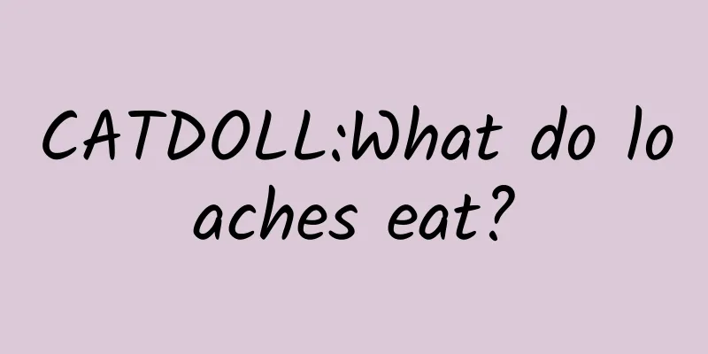 CATDOLL:What do loaches eat?