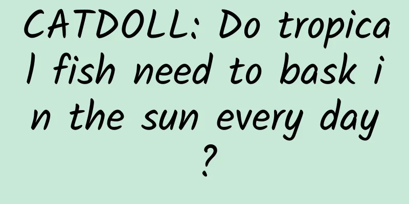 CATDOLL: Do tropical fish need to bask in the sun every day?