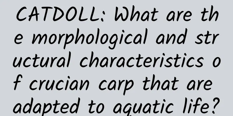 CATDOLL: What are the morphological and structural characteristics of crucian carp that are adapted to aquatic life?