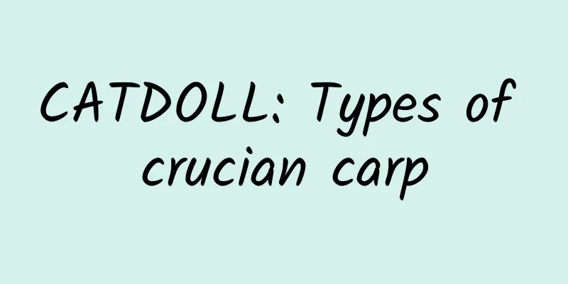 CATDOLL: Types of crucian carp