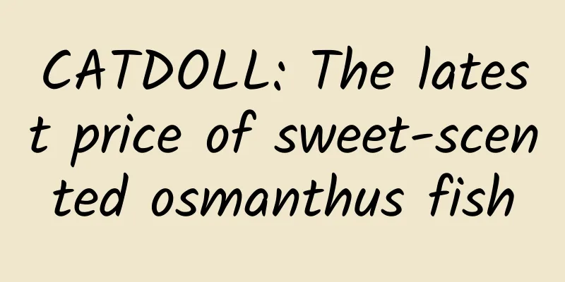 CATDOLL: The latest price of sweet-scented osmanthus fish