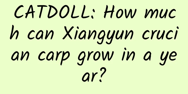 CATDOLL: How much can Xiangyun crucian carp grow in a year?