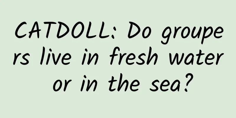 CATDOLL: Do groupers live in fresh water or in the sea?