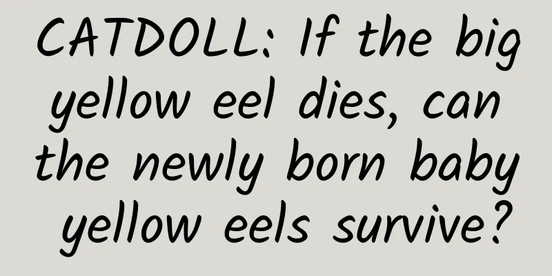 CATDOLL: If the big yellow eel dies, can the newly born baby yellow eels survive?