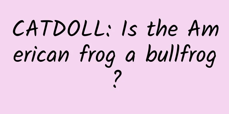 CATDOLL: Is the American frog a bullfrog?