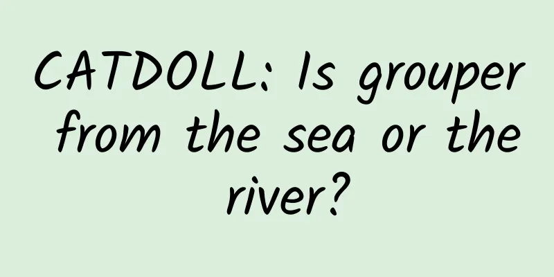 CATDOLL: Is grouper from the sea or the river?