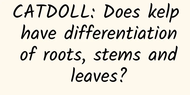 CATDOLL: Does kelp have differentiation of roots, stems and leaves?