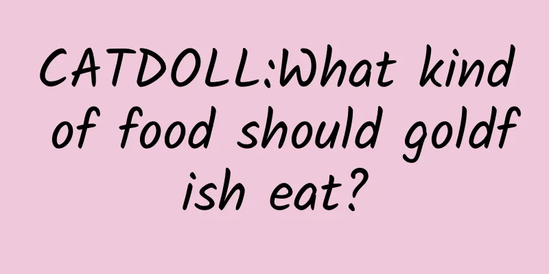 CATDOLL:What kind of food should goldfish eat?