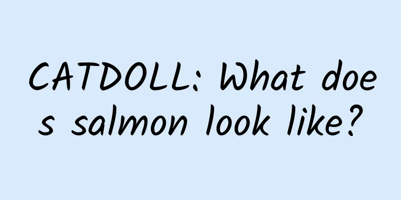 CATDOLL: What does salmon look like?