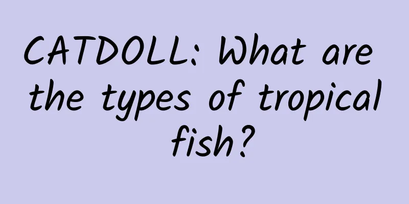 CATDOLL: What are the types of tropical fish?