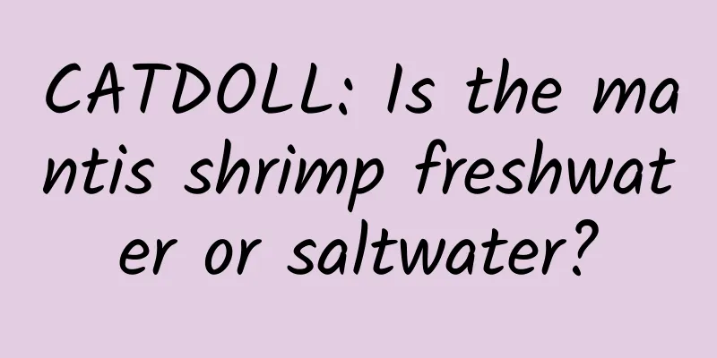 CATDOLL: Is the mantis shrimp freshwater or saltwater?