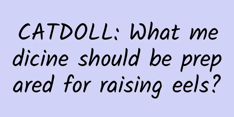 CATDOLL: What medicine should be prepared for raising eels?