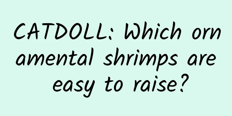 CATDOLL: Which ornamental shrimps are easy to raise?