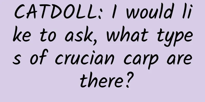 CATDOLL: I would like to ask, what types of crucian carp are there?