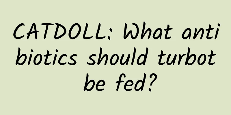 CATDOLL: What antibiotics should turbot be fed?