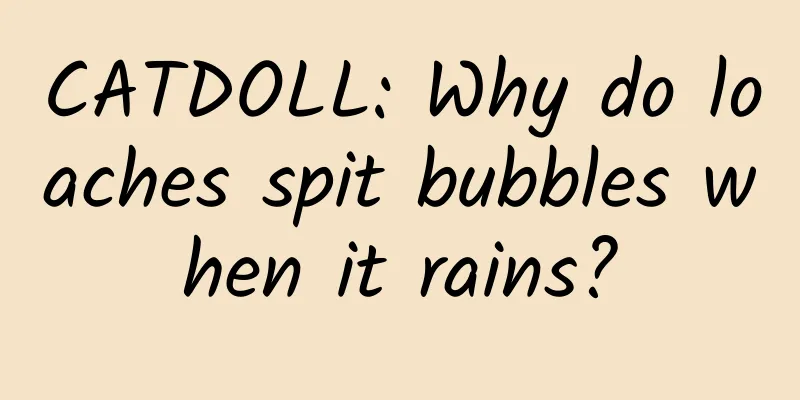 CATDOLL: Why do loaches spit bubbles when it rains?