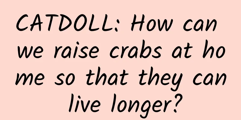 CATDOLL: How can we raise crabs at home so that they can live longer?
