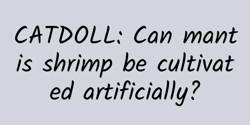 CATDOLL: Can mantis shrimp be cultivated artificially?